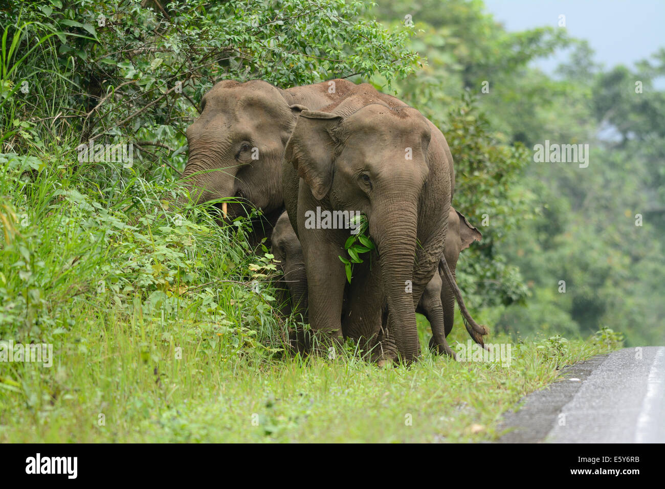 Bella famiglia di elefante asiatico (Elephas maximus) a Khao-Yai parco nazionale,Thailandia Foto Stock