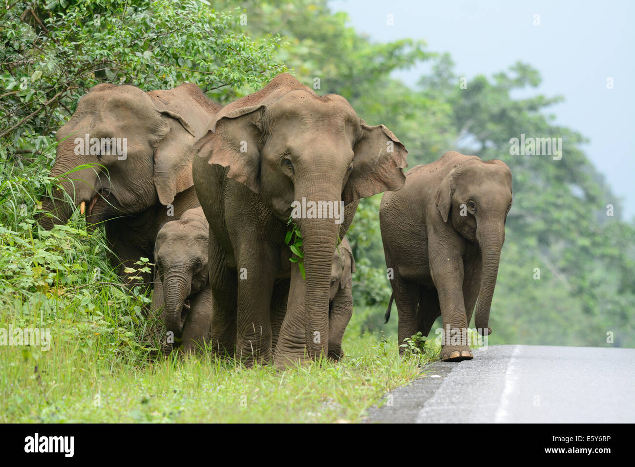Bella famiglia di elefante asiatico (Elephas maximus) a Khao-Yai parco nazionale,Thailandia Foto Stock