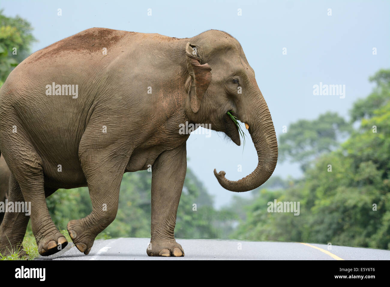 Bellissima femmina Elefante asiatico (Elephas maximus) a Khao-Yai parco nazionale,Thailandia Foto Stock
