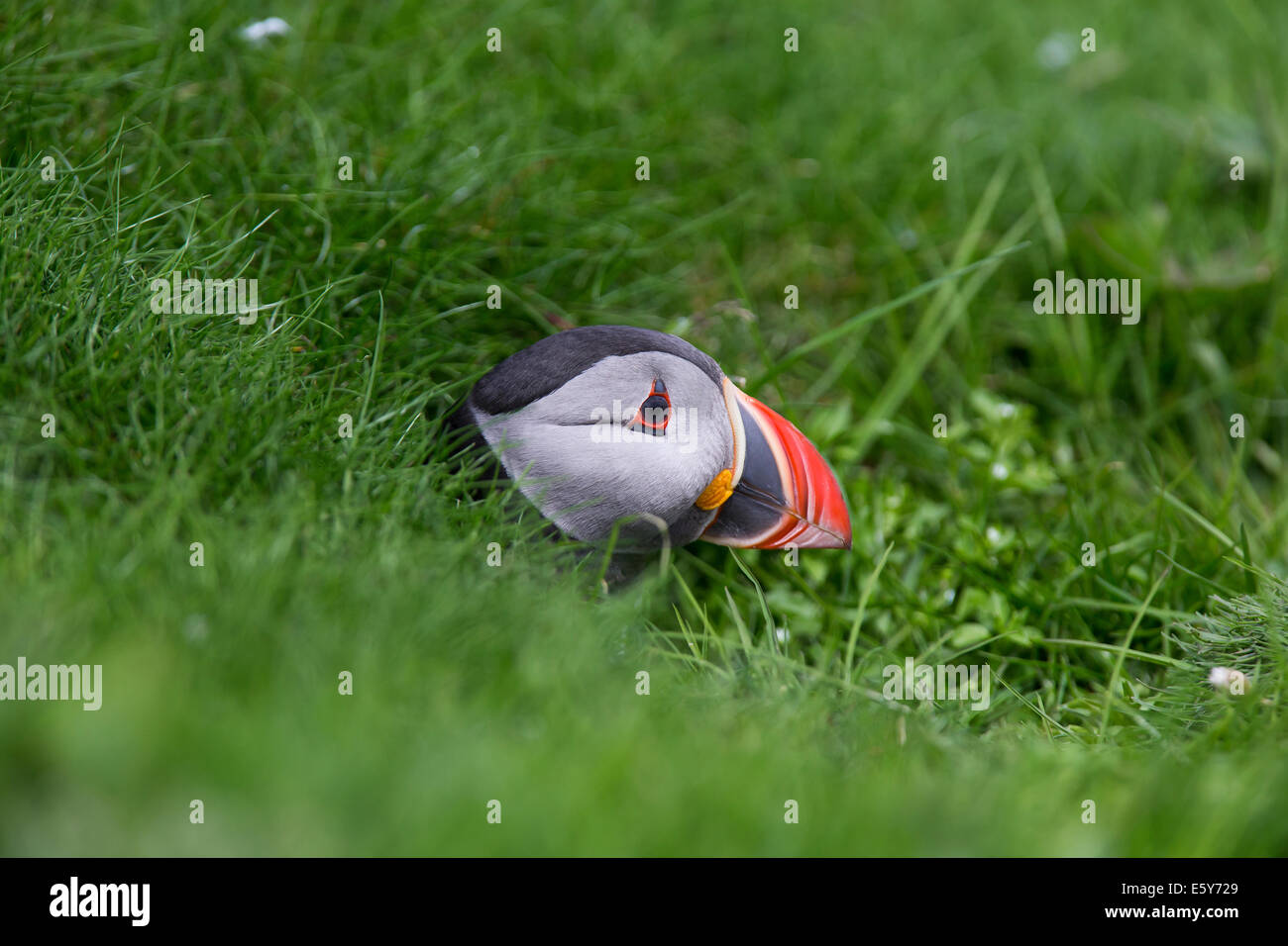 Puffini, Fratercula proveniente dalla sua tana Foto Stock