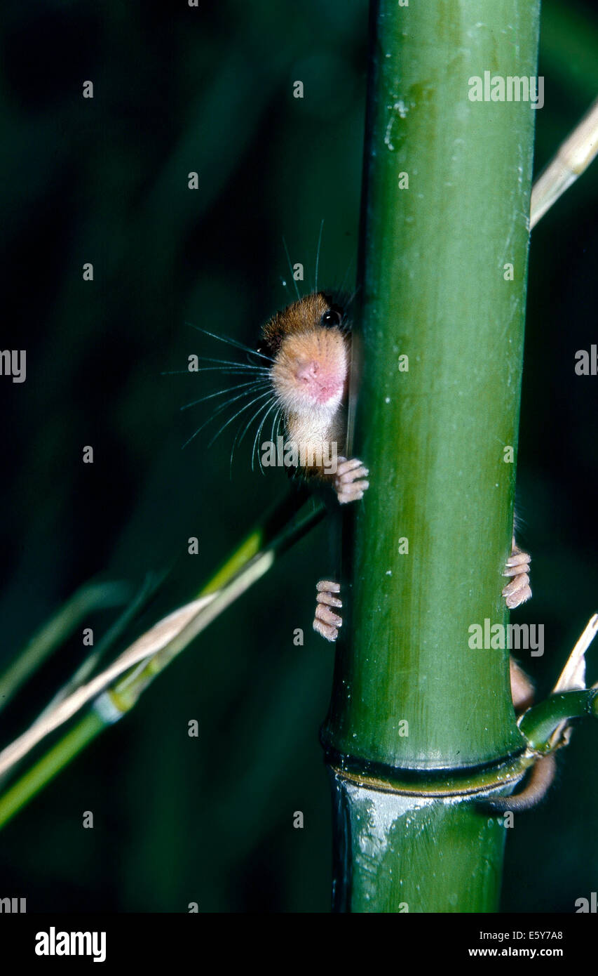 Hazel ghiro (Muscardinus avellanarius) che è nascosto dietro un bambù Foto Stock
