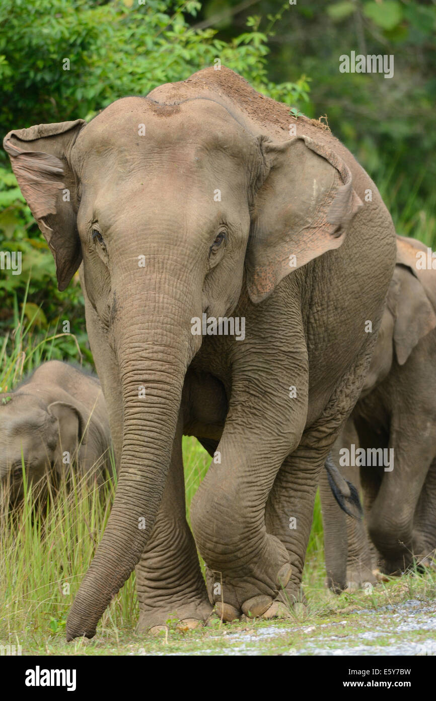 Bella famiglia di elefante asiatico (Elephas maximus) a Khao-Yai parco nazionale,Thailandia Foto Stock