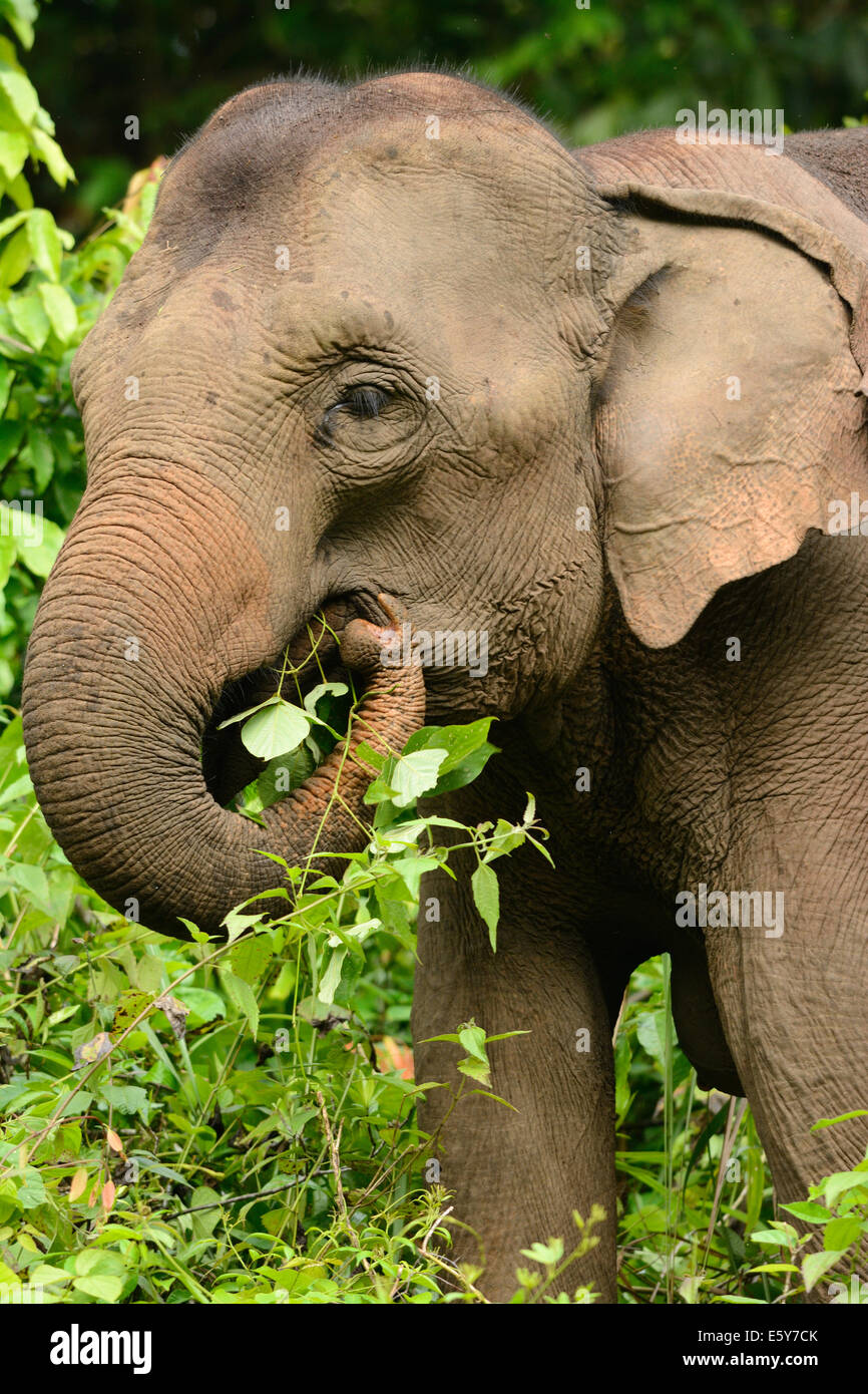 Bellissima femmina Elefante asiatico (Elephas maximus) a Khao-Yai parco nazionale,Thailandia Foto Stock