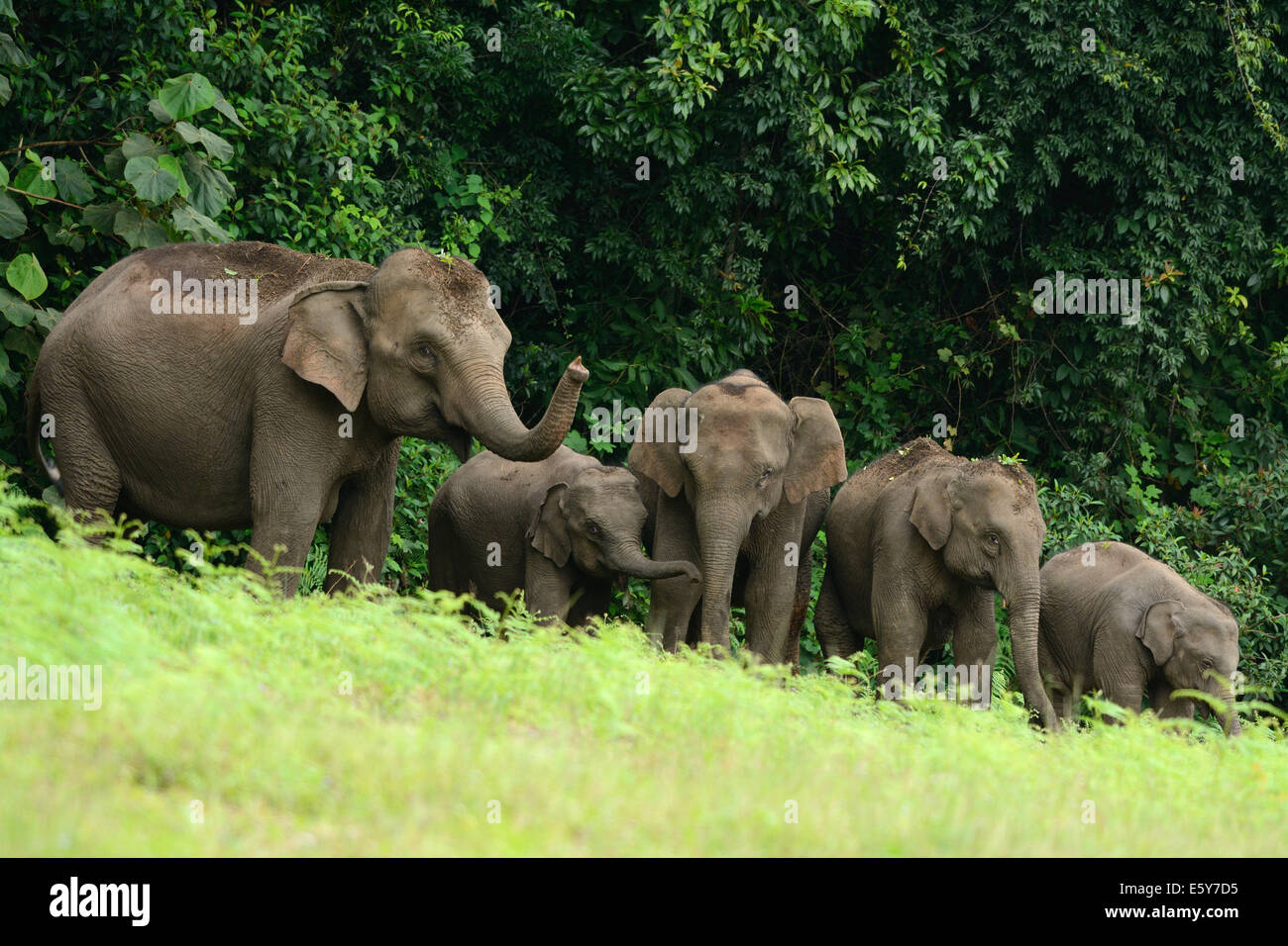 Bella famiglia di elefante asiatico (Elephas maximus) a Khao-Yai parco nazionale,Thailandia Foto Stock
