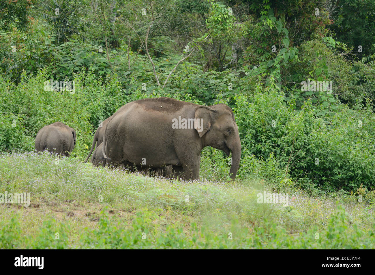 Bella famiglia di elefante asiatico (Elephas maximus) a Khao-Yai parco nazionale,Thailandia Foto Stock