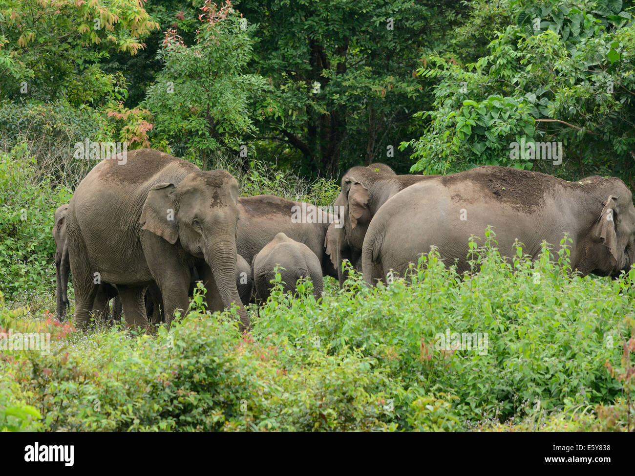 Bella famiglia di elefante asiatico (Elephas maximus) a Khao-Yai parco nazionale,Thailandia Foto Stock