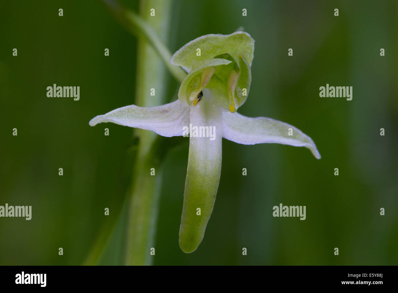 Maggiore Butterfly Orchid (Platanthera chlorantha) Foto Stock