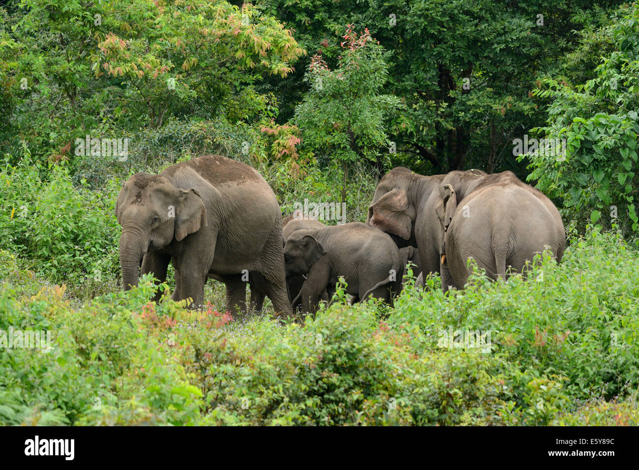 Bella famiglia di elefante asiatico (Elephas maximus) a Khao-Yai parco nazionale,Thailandia Foto Stock