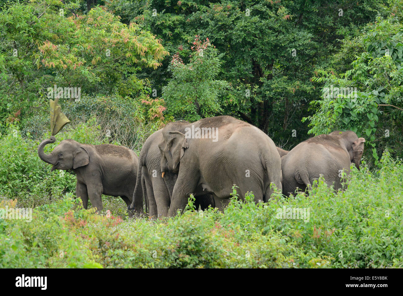Bella famiglia di elefante asiatico (Elephas maximus) a Khao-Yai parco nazionale,Thailandia Foto Stock