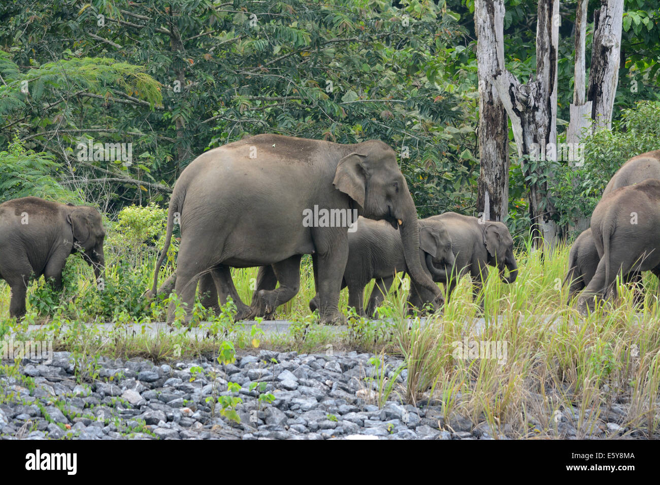 Bella famiglia di elefante asiatico (Elephas maximus) a Khao-Yai parco nazionale,Thailandia Foto Stock