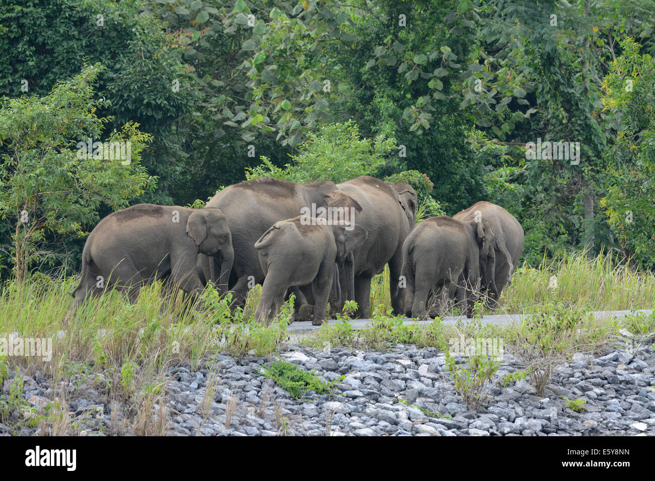 Bella famiglia di elefante asiatico (Elephas maximus) a Khao-Yai parco nazionale,Thailandia Foto Stock