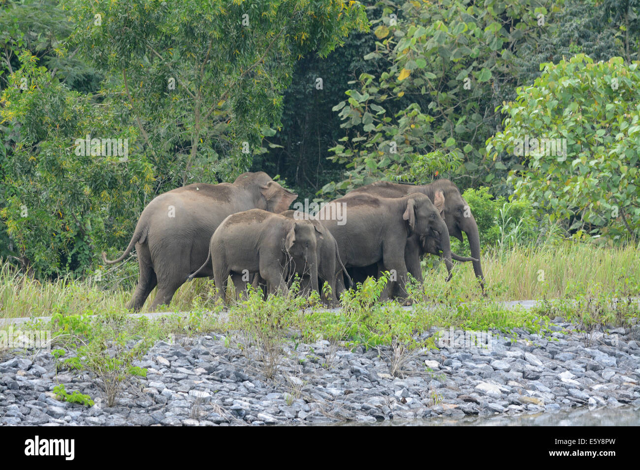 Bella famiglia di elefante asiatico (Elephas maximus) a Khao-Yai parco nazionale,Thailandia Foto Stock
