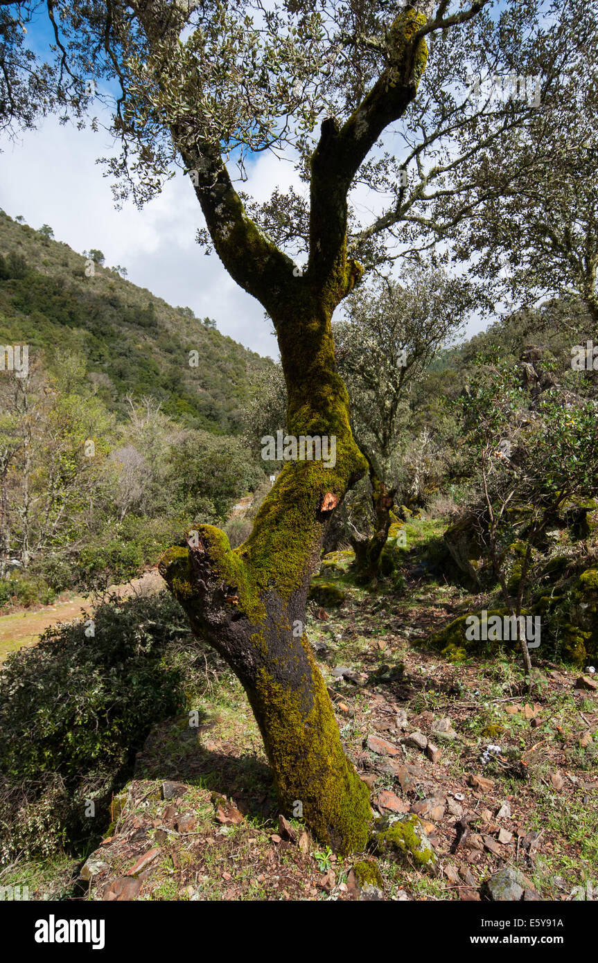 Lone Tree Foto Stock