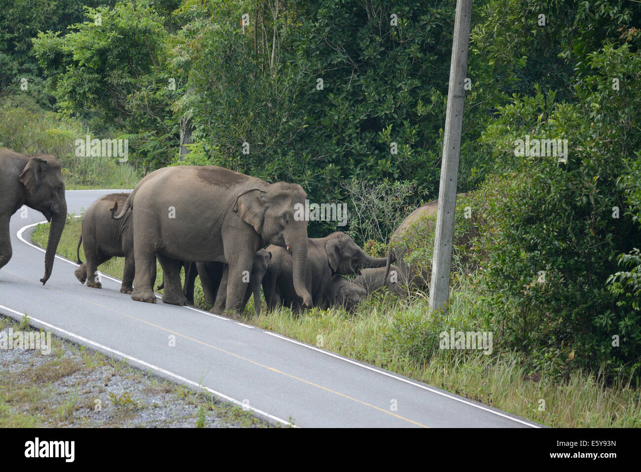 Bella famiglia di elefante asiatico (Elephas maximus) a Khao-Yai parco nazionale,Thailandia Foto Stock