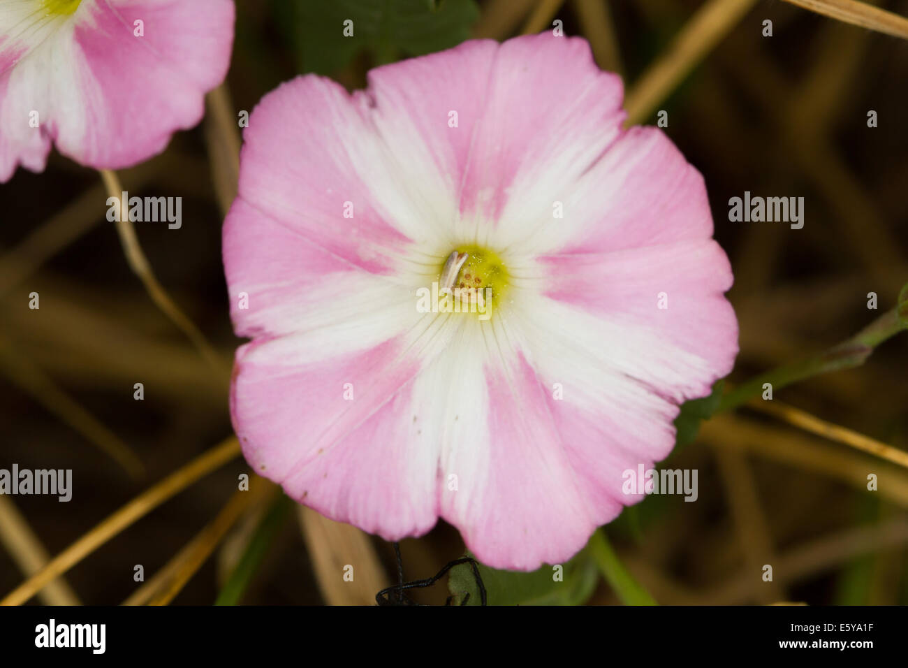 Campo Centinodia (Convolvulus arvense) fiore Foto Stock