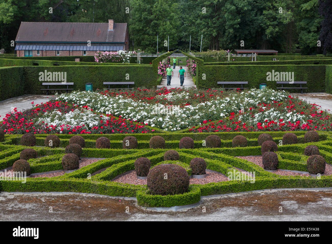 La fioritura delle rose in Coloma Rose Garden a Sint-Pieters-Leeuw, Brabante Fiammingo, Fiandre, in Belgio Foto Stock