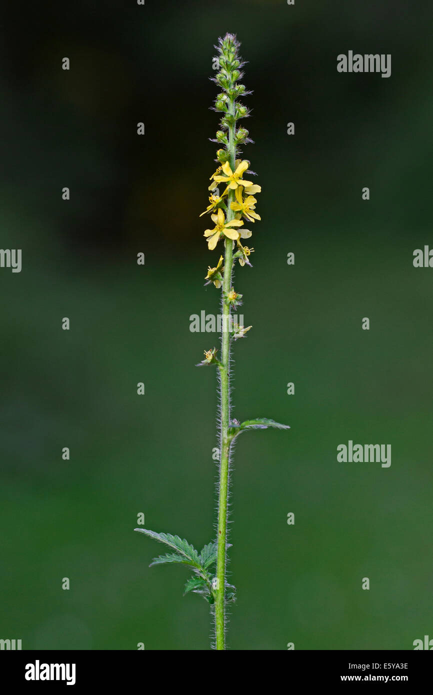 Agrimony comune / chiesa guglie / sticklewort (Agrimonia eupatoria) in fiore Foto Stock