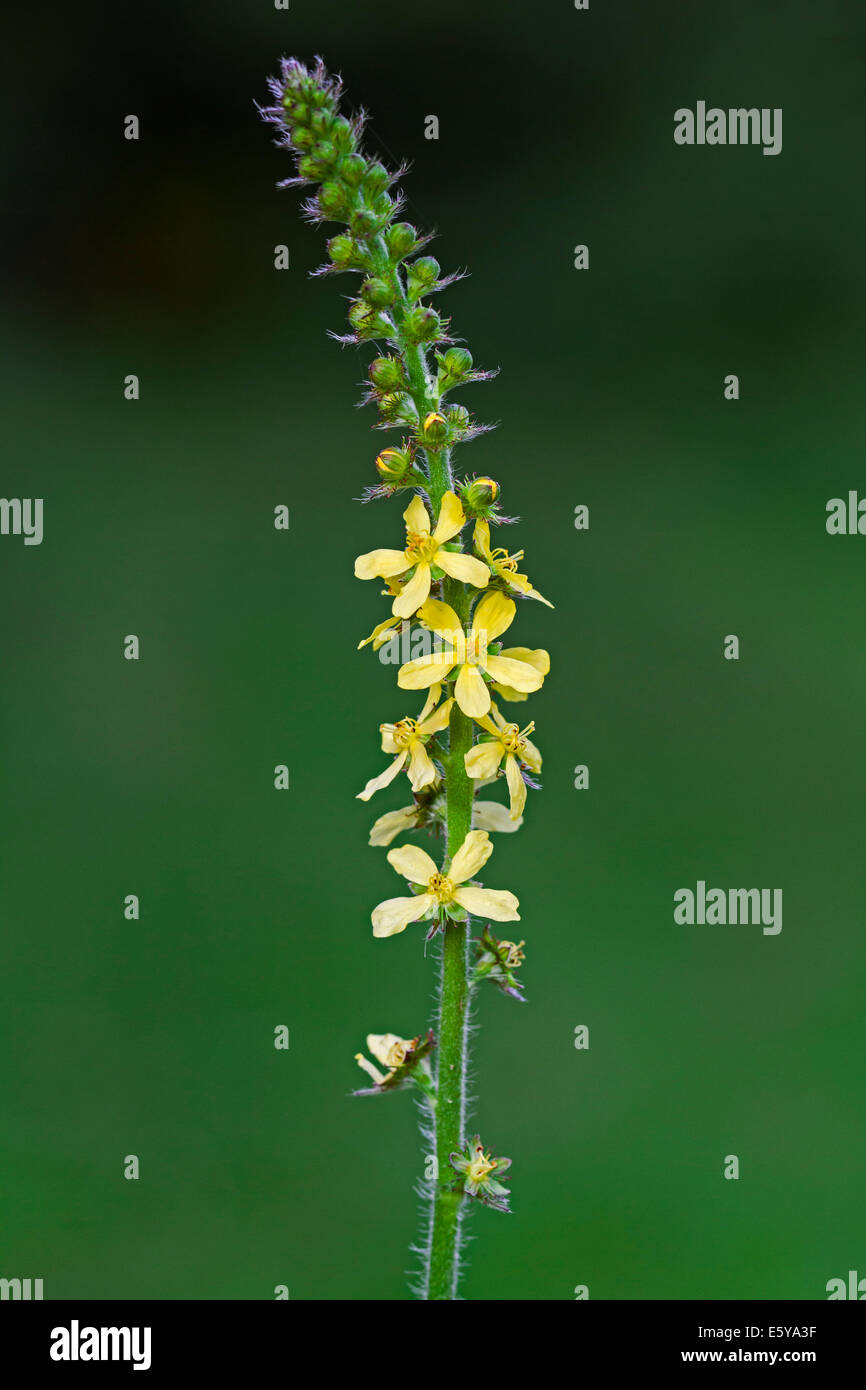 Agrimony comune / chiesa guglie / sticklewort (Agrimonia eupatoria) in fiore Foto Stock