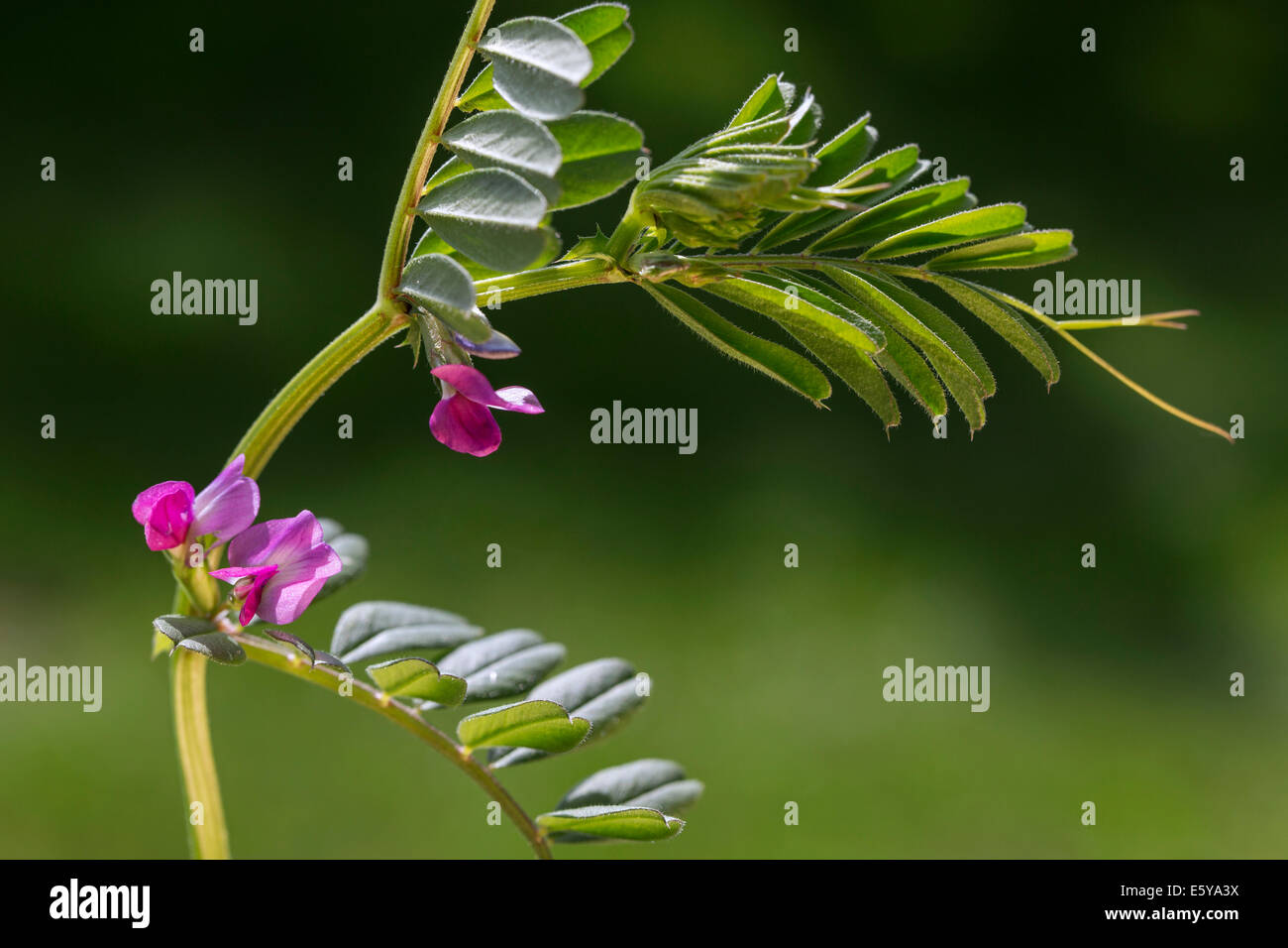 Comune di veccia (Vicia sativa subsp. sativa) in fiore Foto Stock