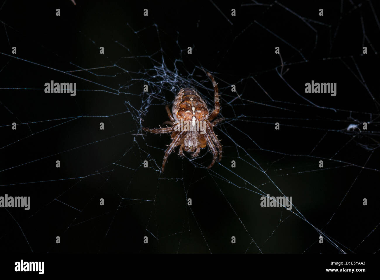 Una vista dorsale di una femmina di giardino Spider, Araneus diadematus, illuminato contro uno sfondo scuro Foto Stock