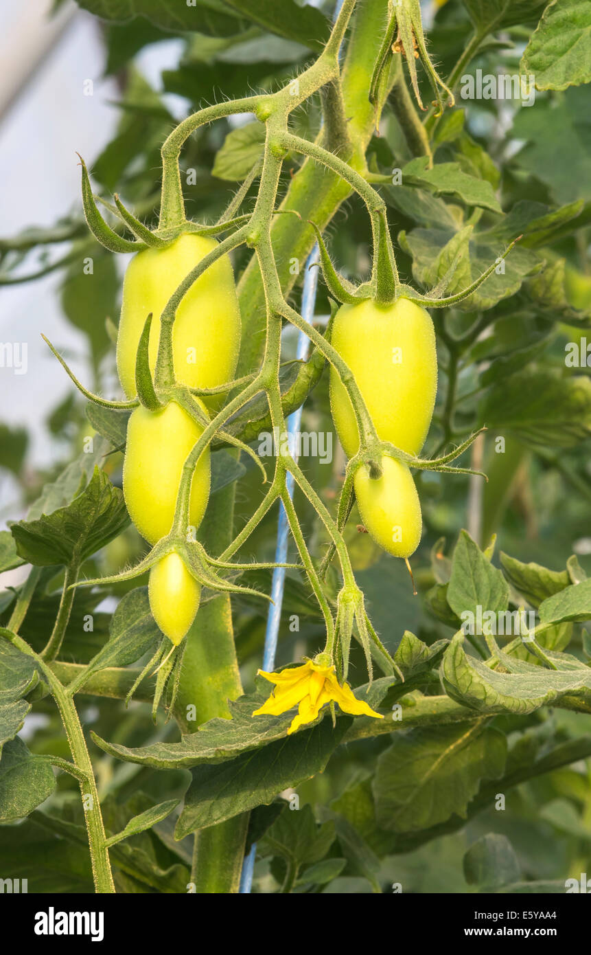 Pianta di pomodoro dettagli: frutta e fiori, Immagine Chiudi Foto Stock