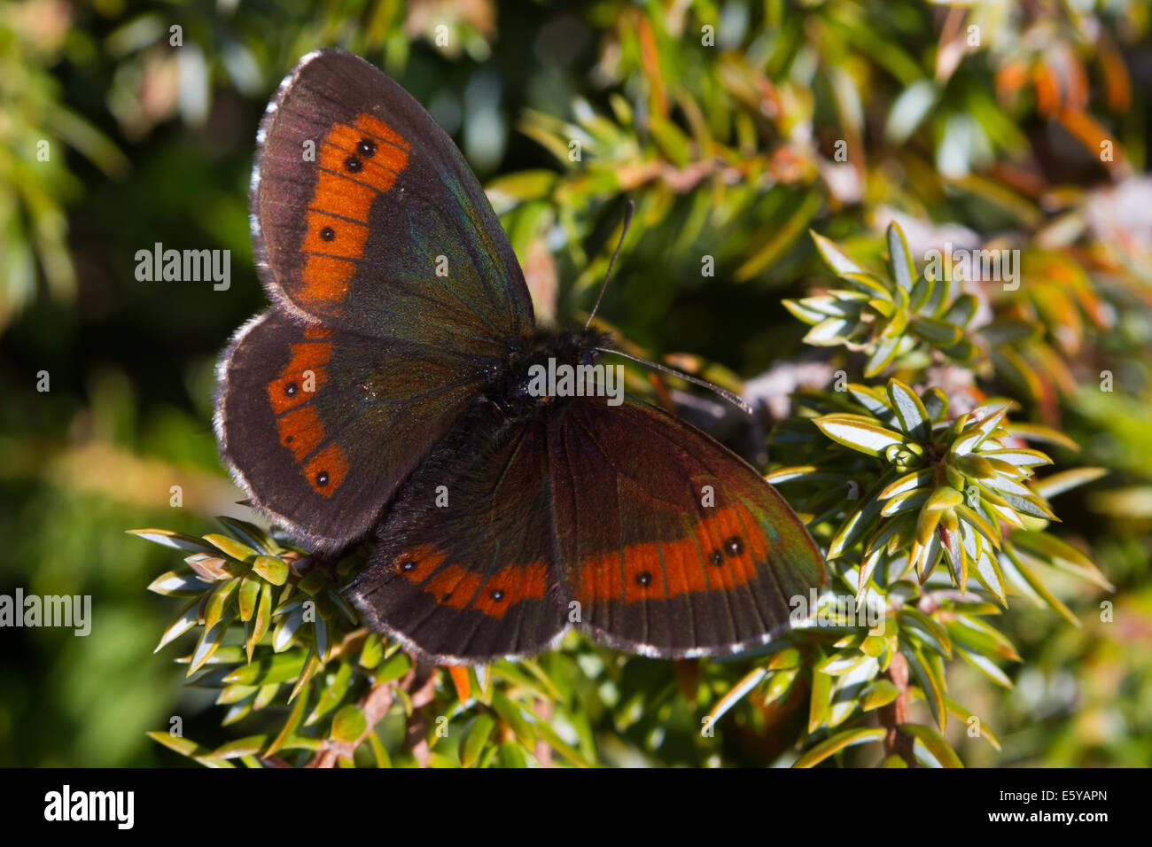 Anello di grandi dimensioni (Erebia euryale) Foto Stock