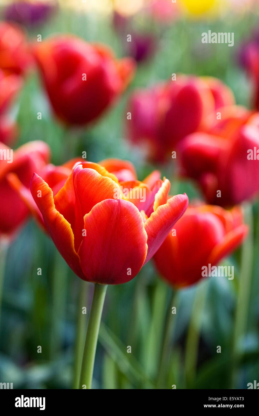 Tulipa "Abu Hassan'. Rosso Tulipano in un giardino di primavera. Foto Stock