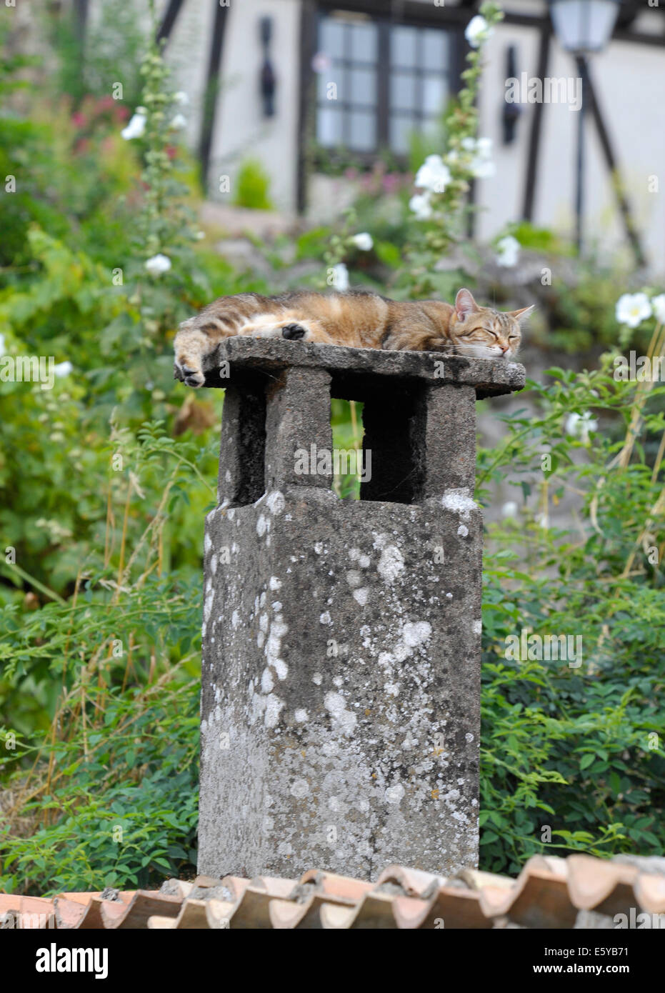 Tiggy il gatto in appoggio sulla parte superiore del camino Foto Stock