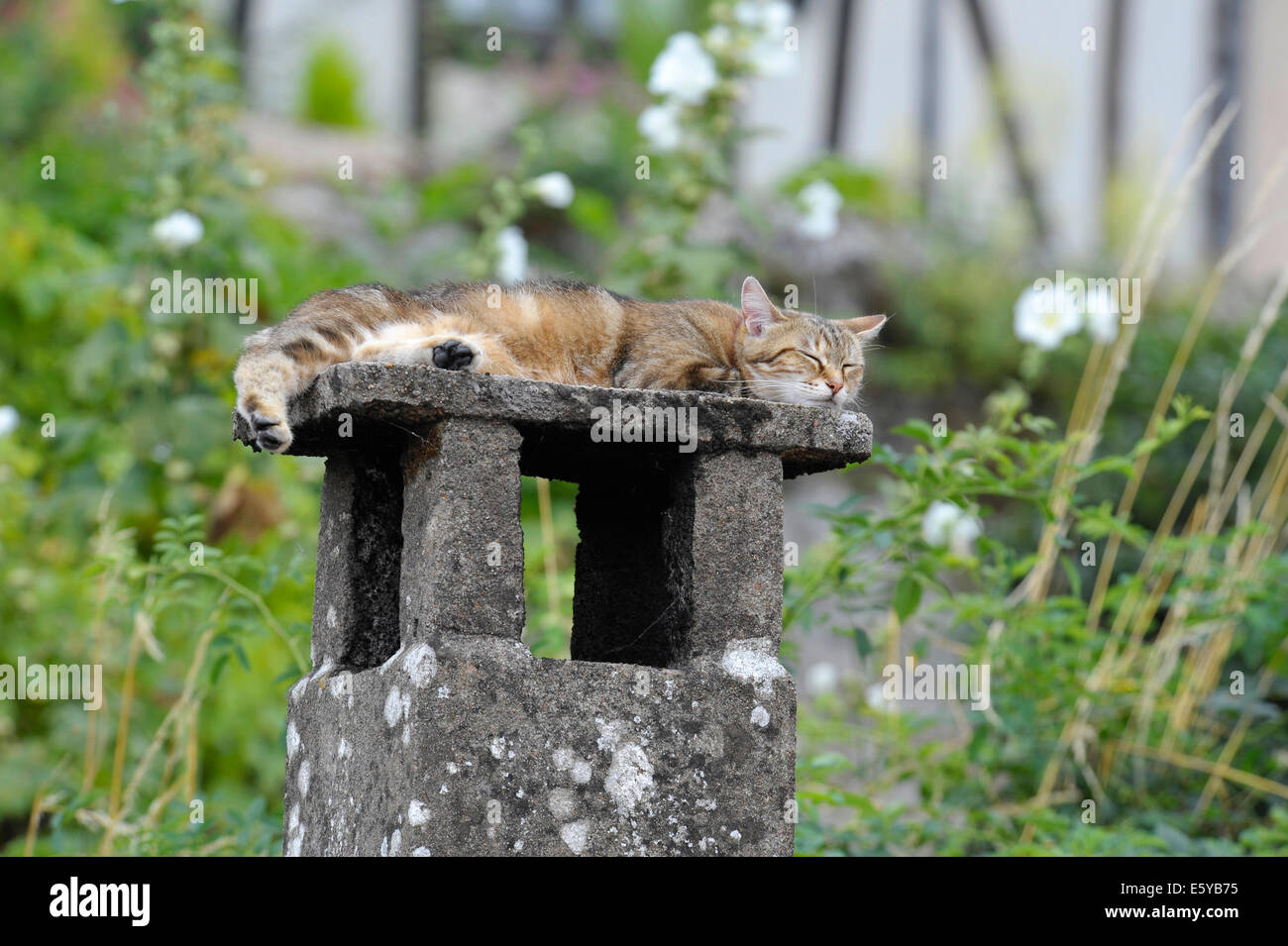 Tiggy il gatto in appoggio sulla parte superiore del camino Foto Stock