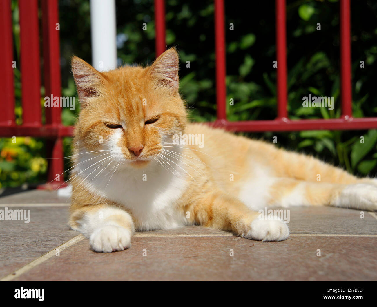 Lo zenzero il gatto a riposo Foto Stock