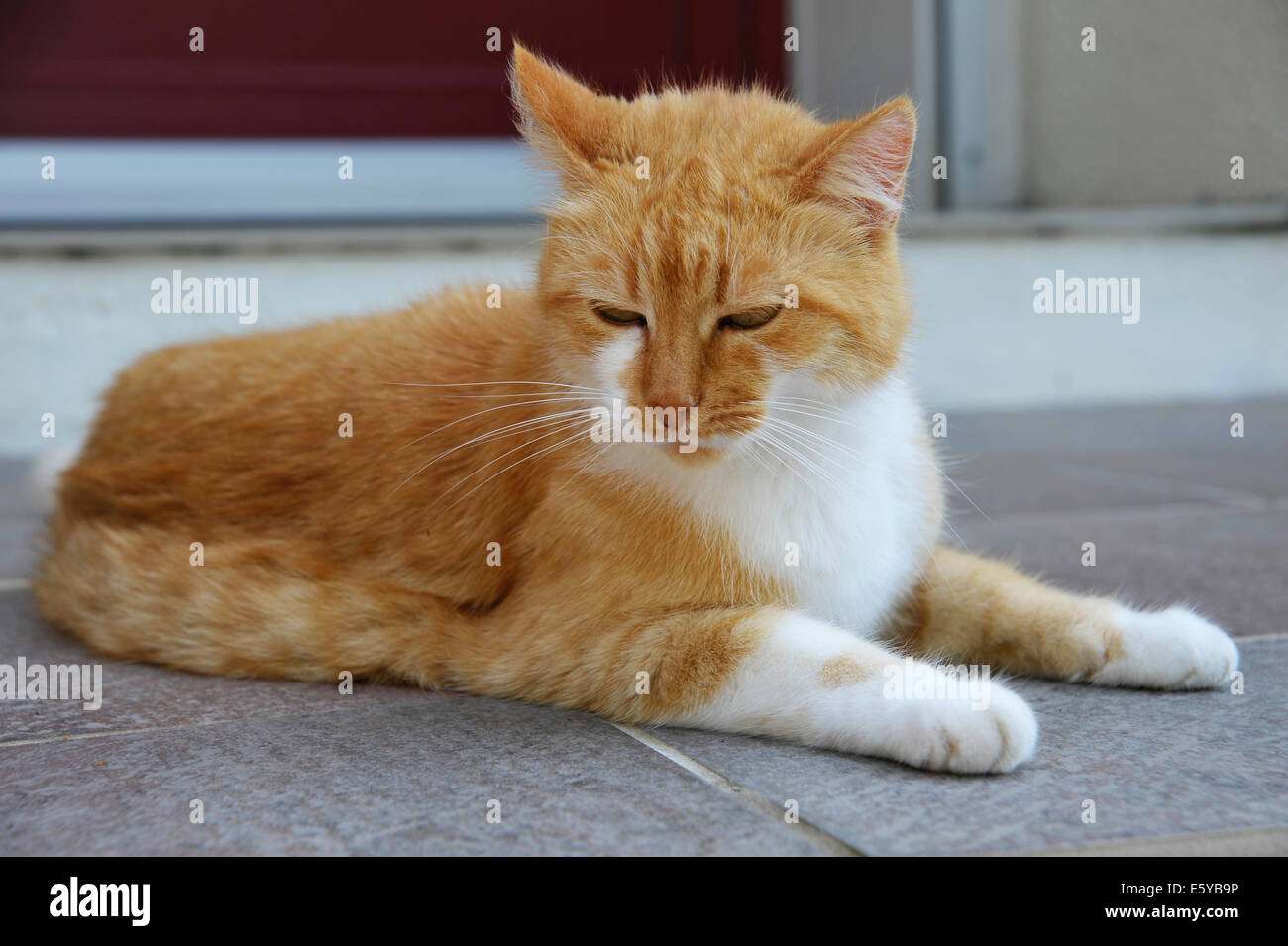 Lo zenzero il gatto a riposo Foto Stock