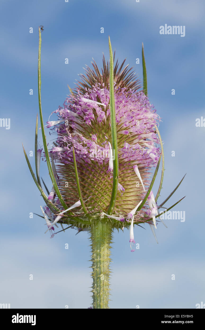 Wild (Teasel Dipsacus fullonum) fiore Foto Stock
