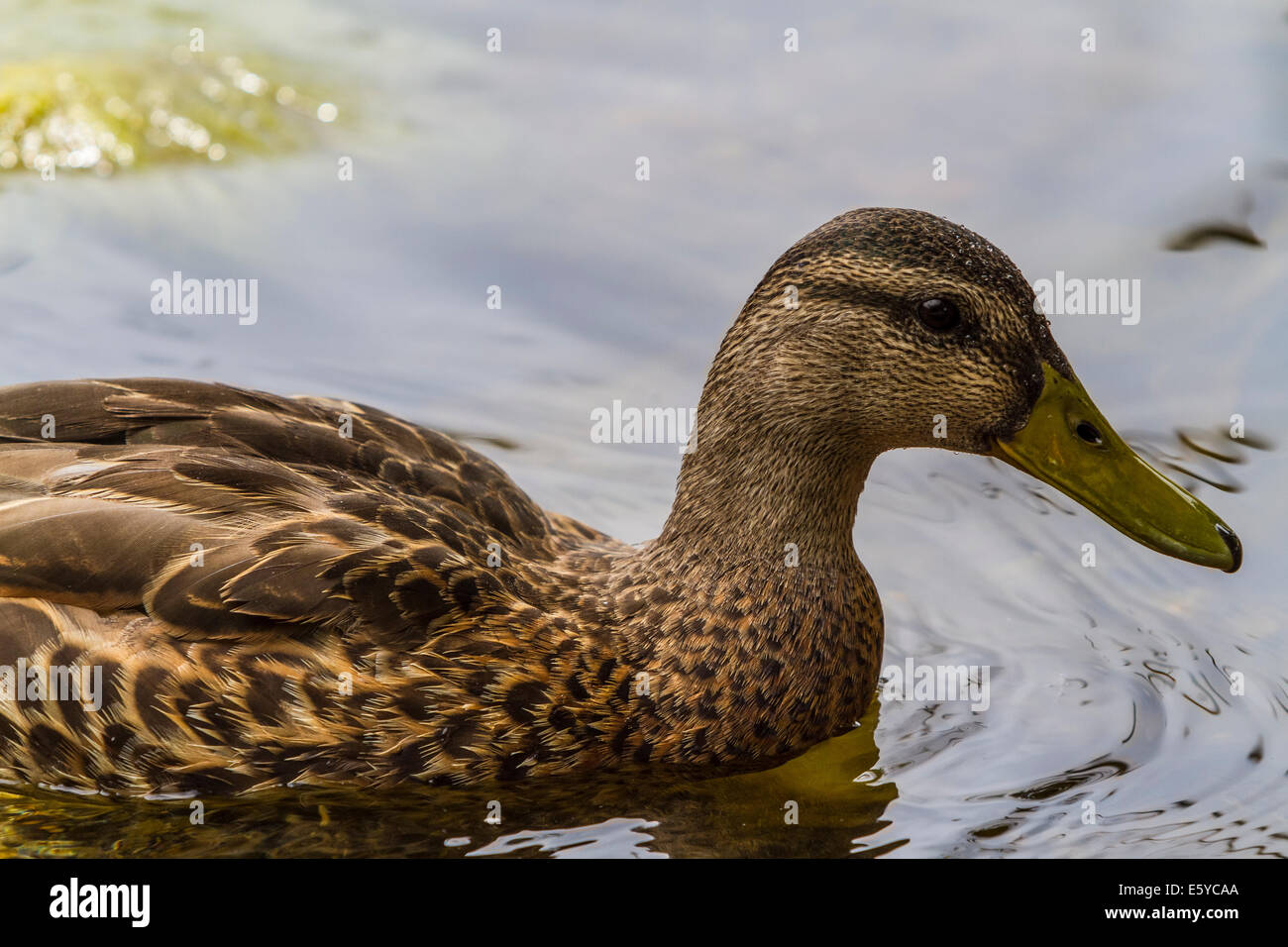 Un Mallard Duck al Lago di gabbiano in giugno il lago di California Foto Stock