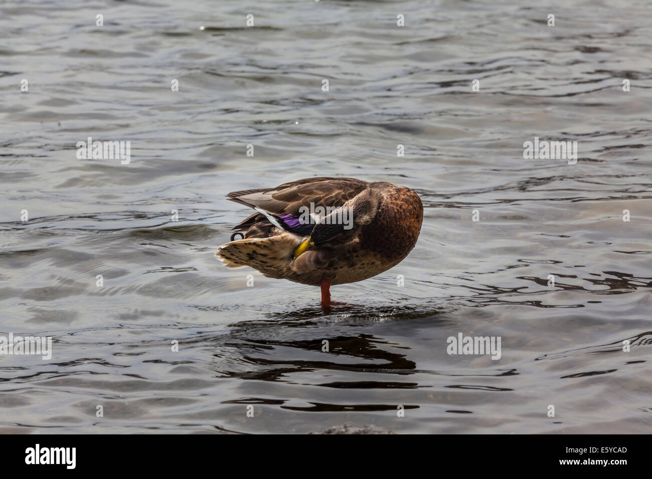 Un Mallard Duck al Lago di gabbiano in giugno il lago di California Foto Stock