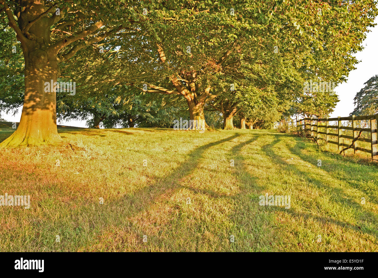 Serata di luce solare con alberi di quercia Foto Stock