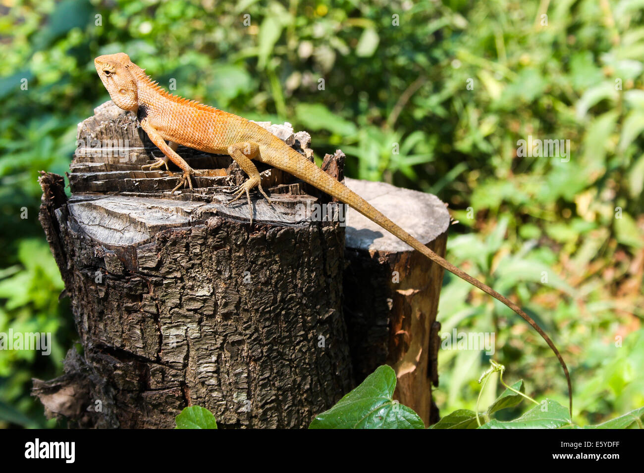 Un calotes versicolor lizard siede pacificamente, assorbendo l'intenso calore cambogiano. Foto Stock