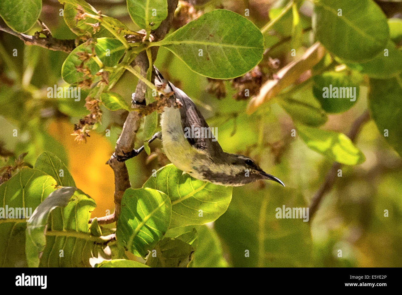 Femmina, uccello solare variabile aka uccello sole con la ribellione gialla, Cinnyris venustus, Fimela, Sine Saloum delta, Senegal Foto Stock