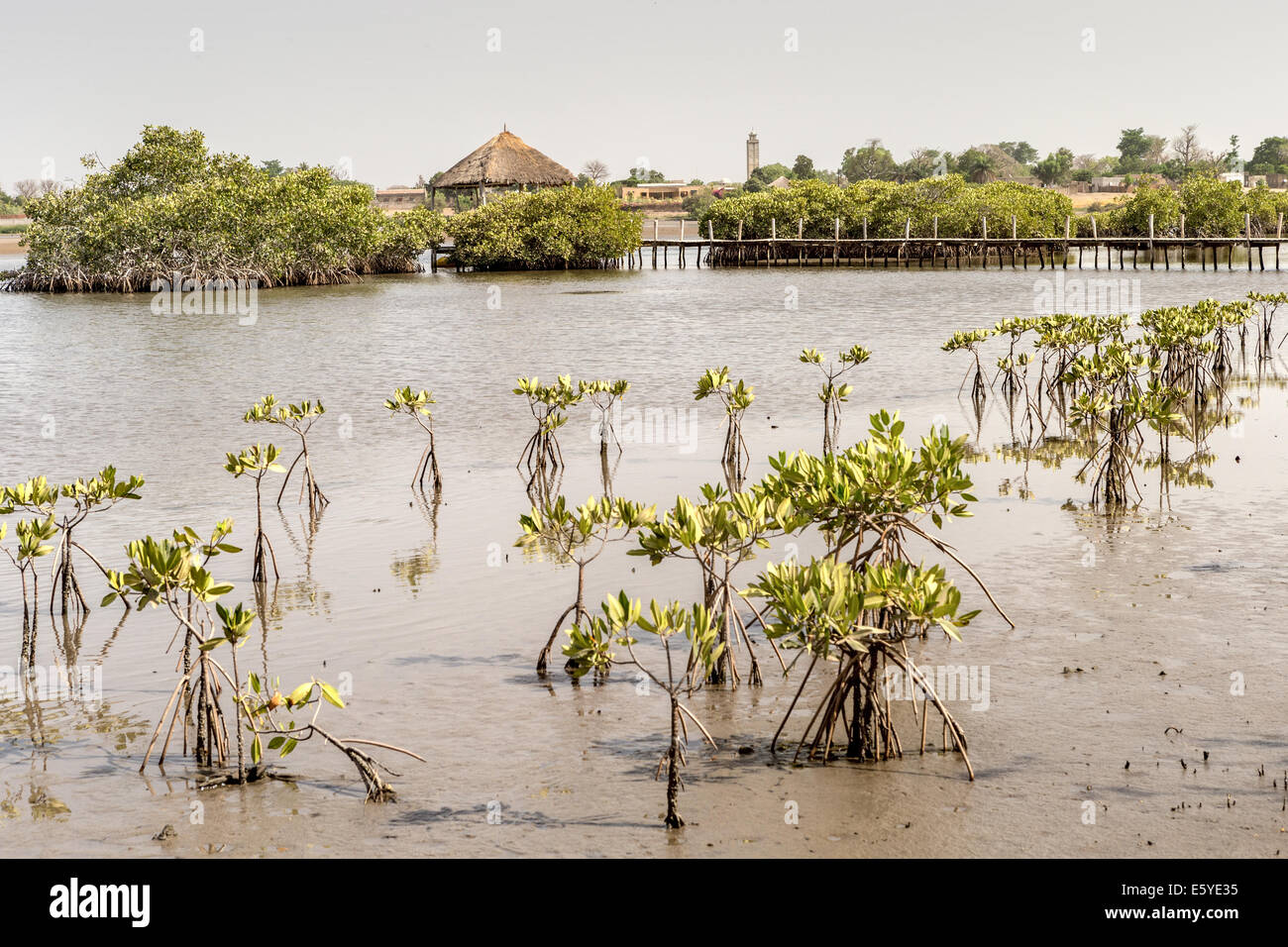 Mangrove, Souimanga Lodge, Fimela, Sine Saloum delta, Senegal Foto Stock