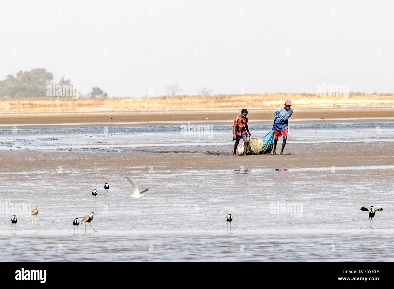Povers con alata a sperone, ginocchio denso d'acqua, Fimela, delta di Sine Saloum, Senegal Foto Stock