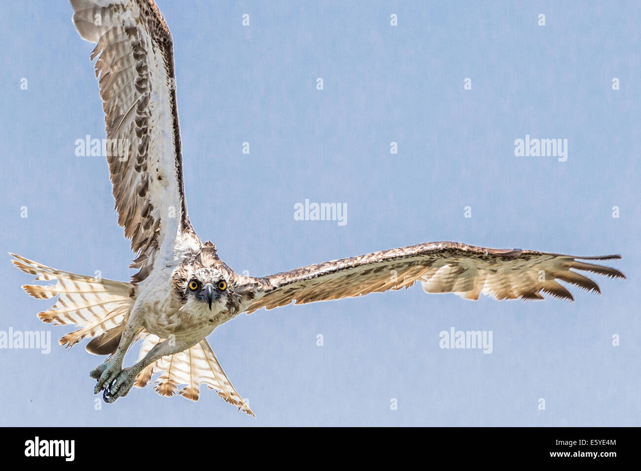 Osprey, Pandion haliaetus, Fimela, Sine Saloum delta, Senegal Foto Stock