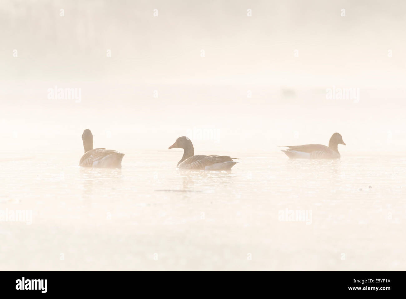 Oche Graylag nuoto presso sunrise Foto Stock