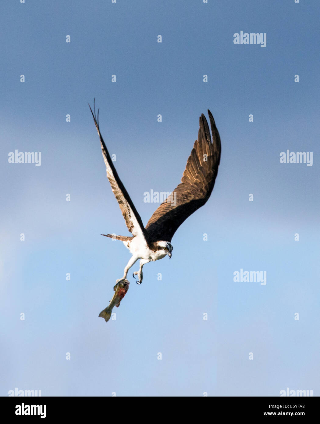 Osprey in volo portando pesci pescati, Pandion haliaetus, sea hawk, pesce eagle, fiume hawk, pesce hawk, raptor, Colorado Foto Stock