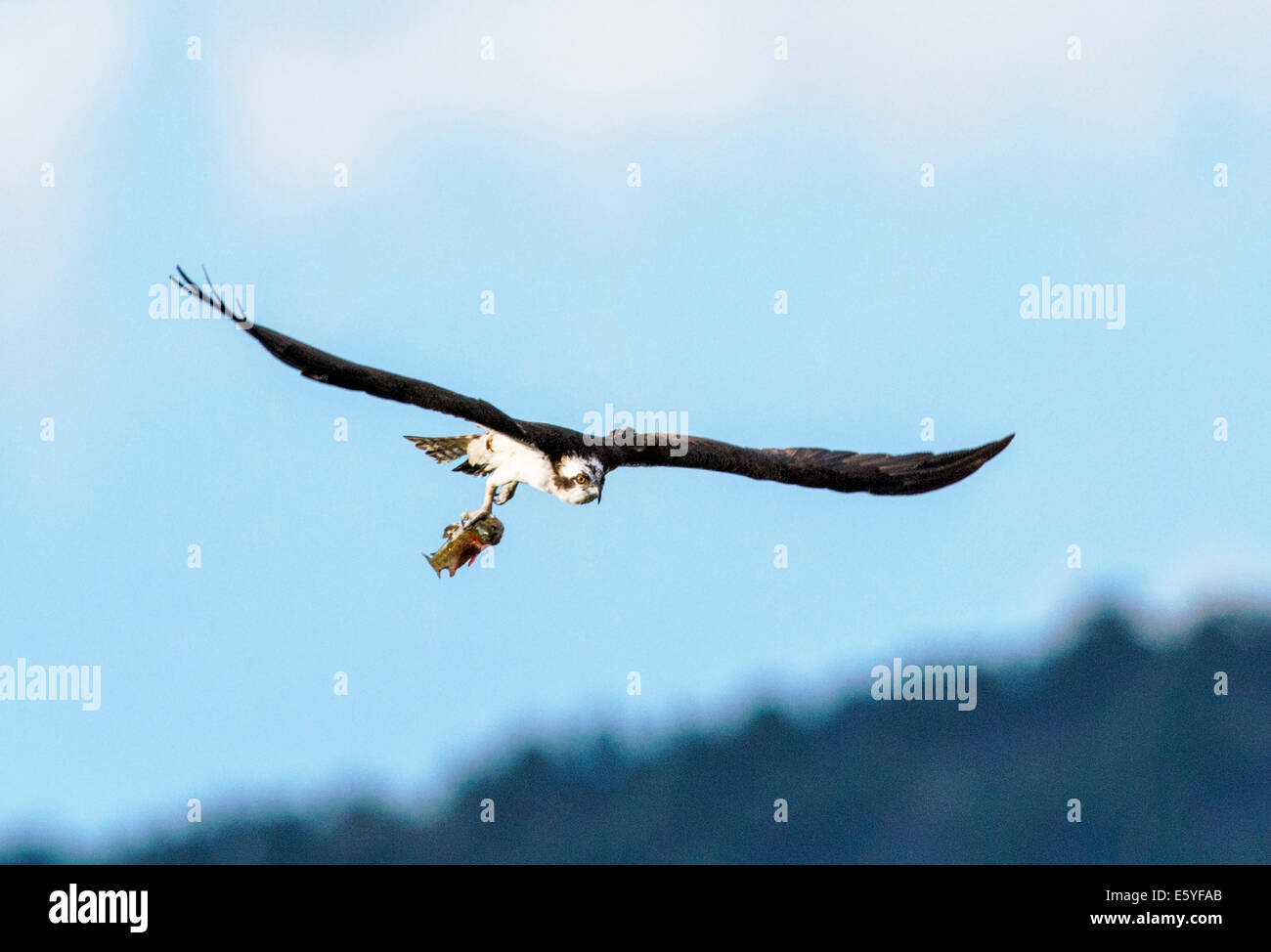 Osprey in volo portando pesci pescati, Pandion haliaetus, sea hawk, pesce eagle, fiume hawk, pesce hawk, raptor, Colorado Foto Stock
