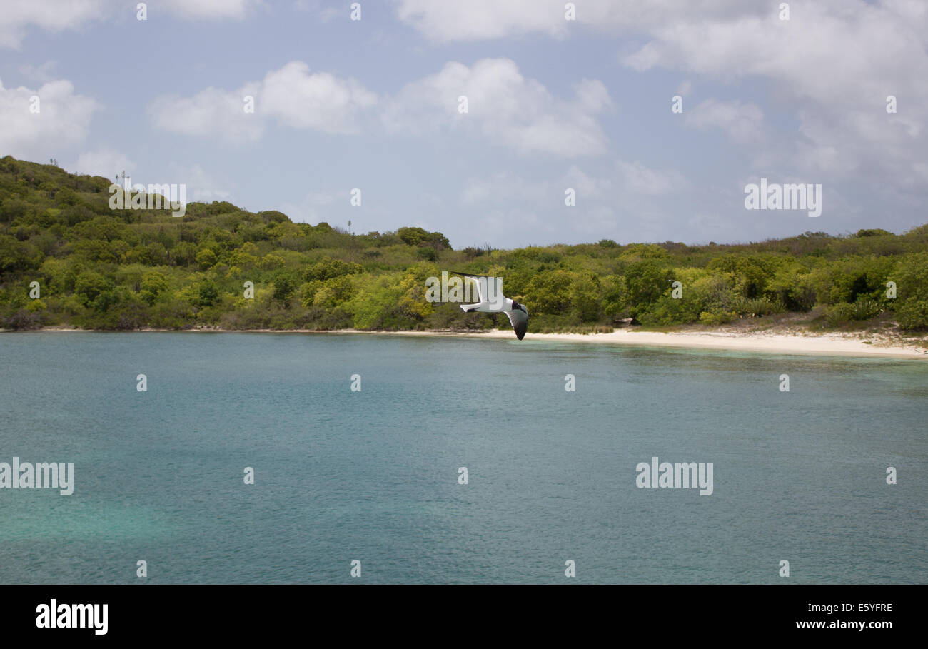 Bird sorvolare sulla spiaggia di Isola Verde, Antigua Foto Stock