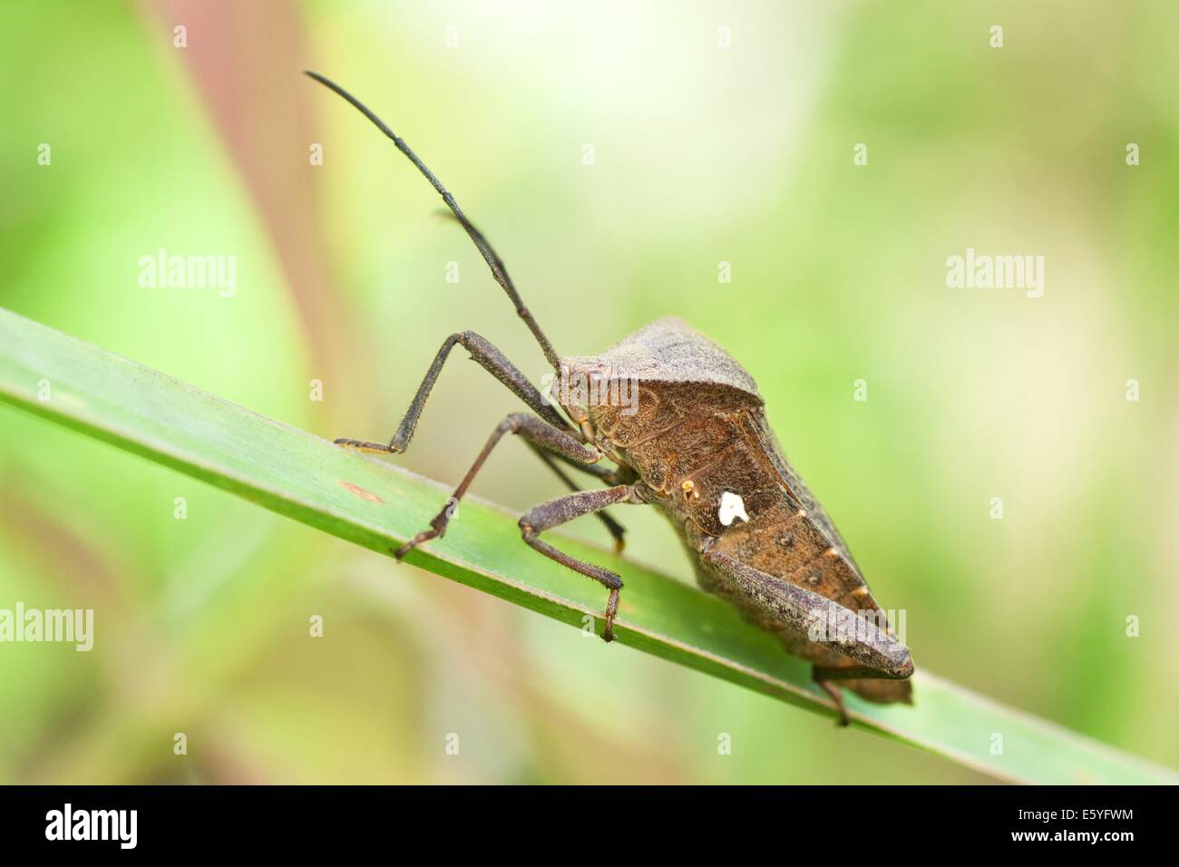 Coreidae (o foglia-footed bug) è una grande famiglia di prevalentemente insetti erbivori che appartengono in hemipteran Foto Stock