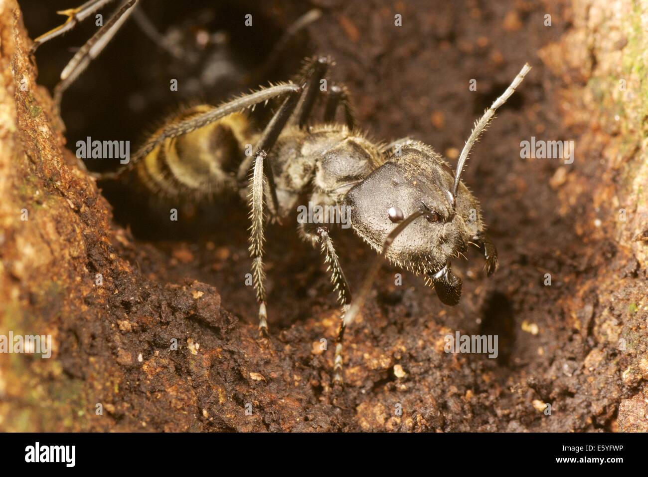 Camponotus sp. ant. Parco Nazionale di Khao Yai, Thailandia. Foto Stock