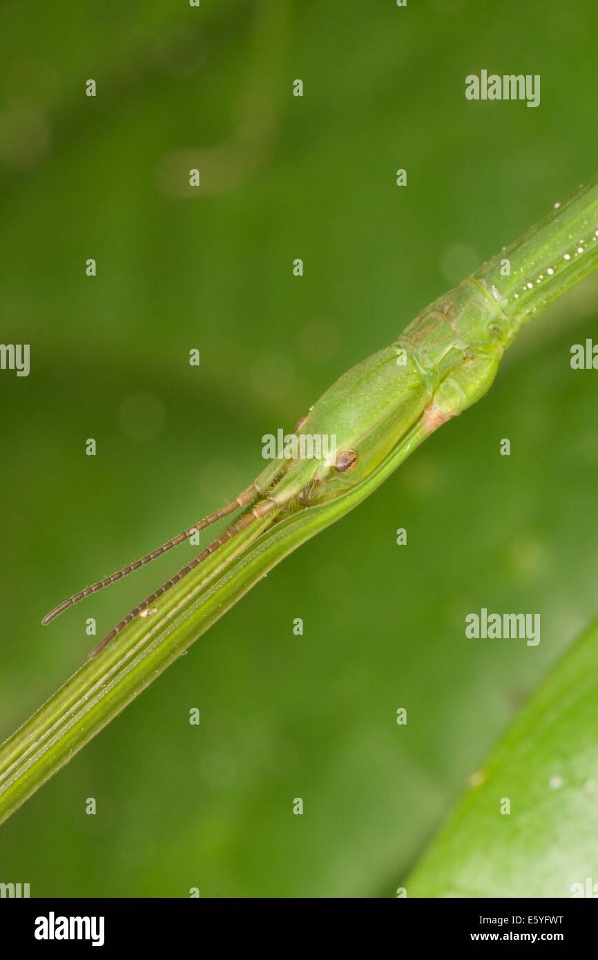 Il Phasmatodea (talvolta chiamato Phasmida o Phasmatoptera) sono un ordine di insetti, i cui membri sono variamente noti come stick Foto Stock