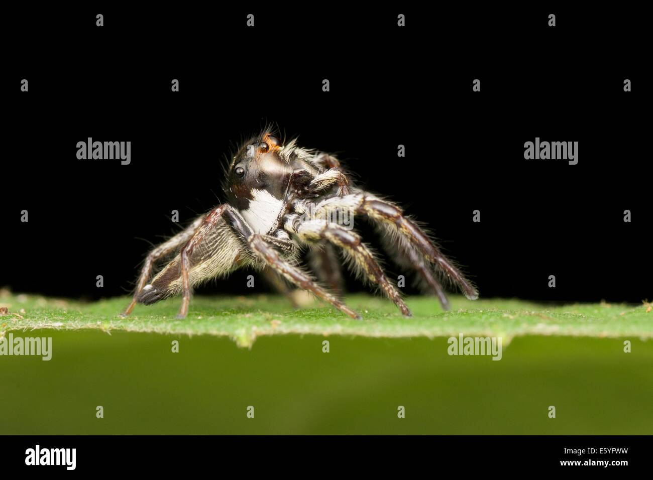 Il jumping spider (Famiglia Salticidae) contiene più di 500 descritto generi e circa 5.000 specie descritte. Foto Stock