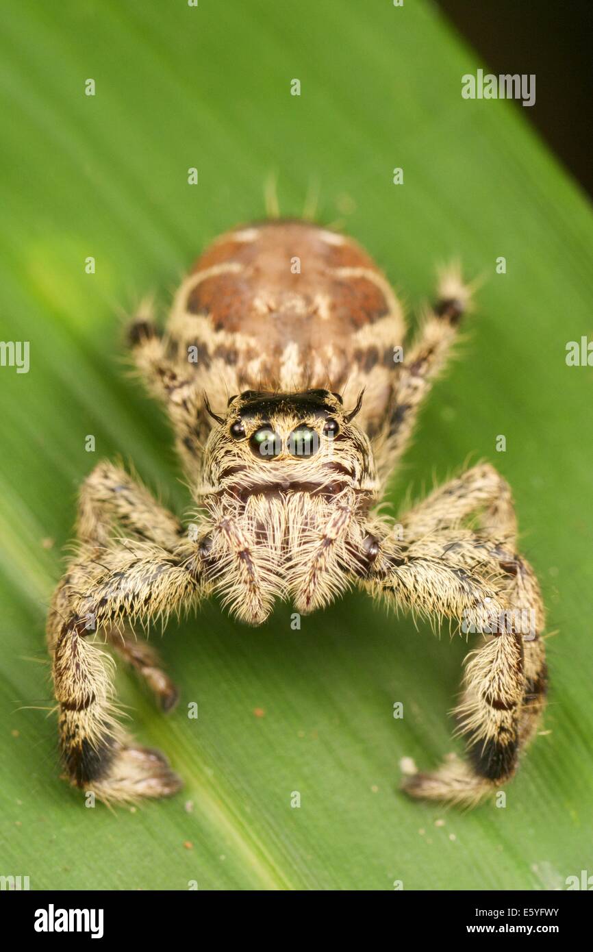 Una jumping spider (Salticidae) Foto Stock