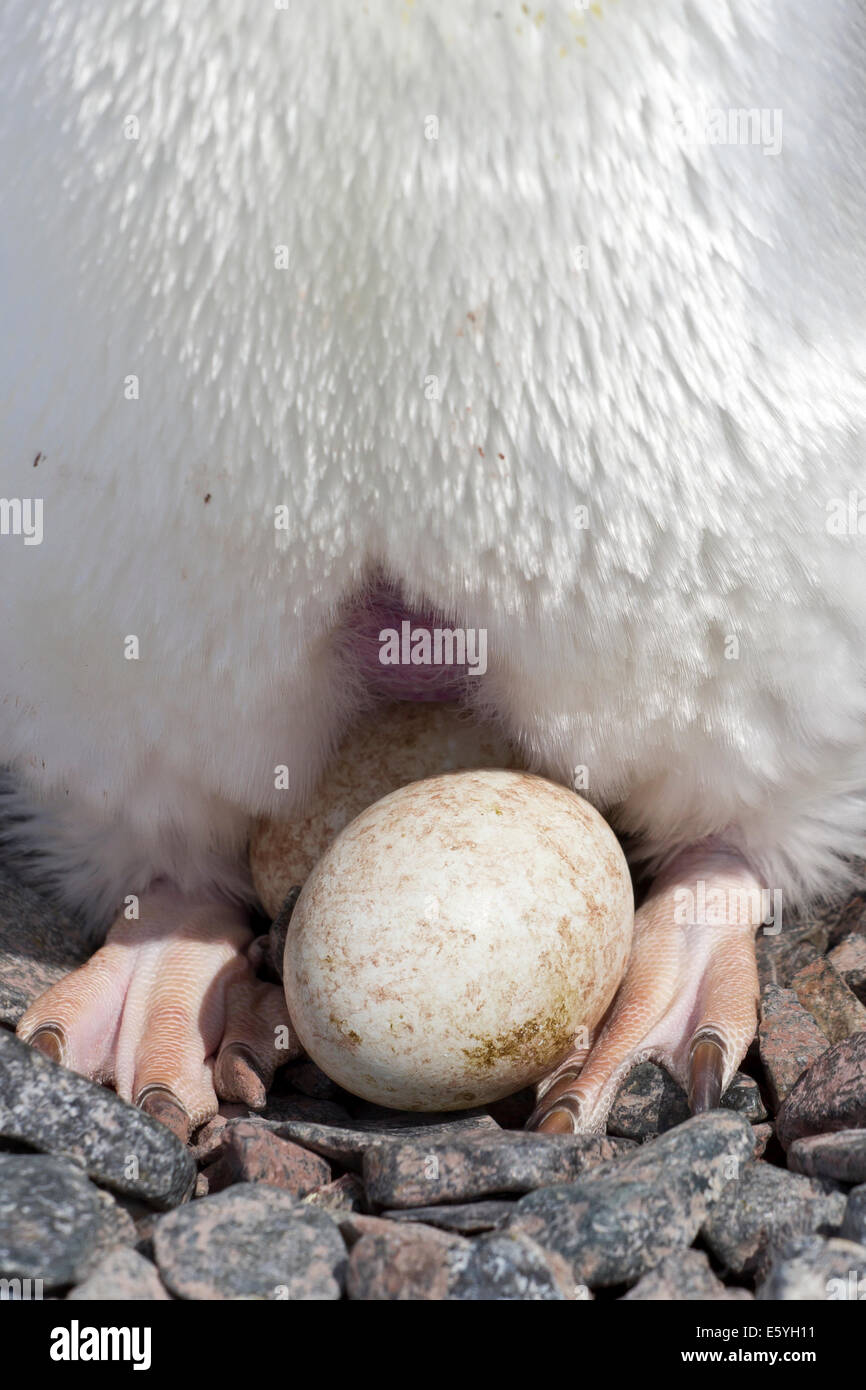 Produzione di uova, incubazione area della pelle ​​the e piedi per Adelie penguin nest Foto Stock